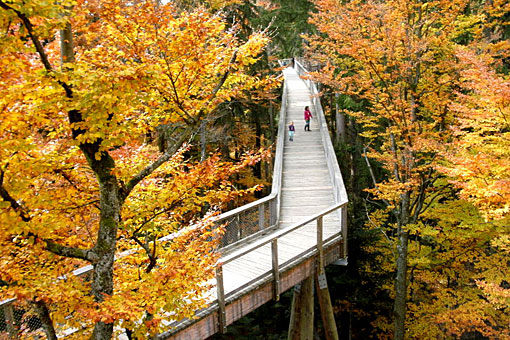 Baumwipfelpfad Freizeitmöglichkeit in der Urlaubsregion Bayerischer Wald